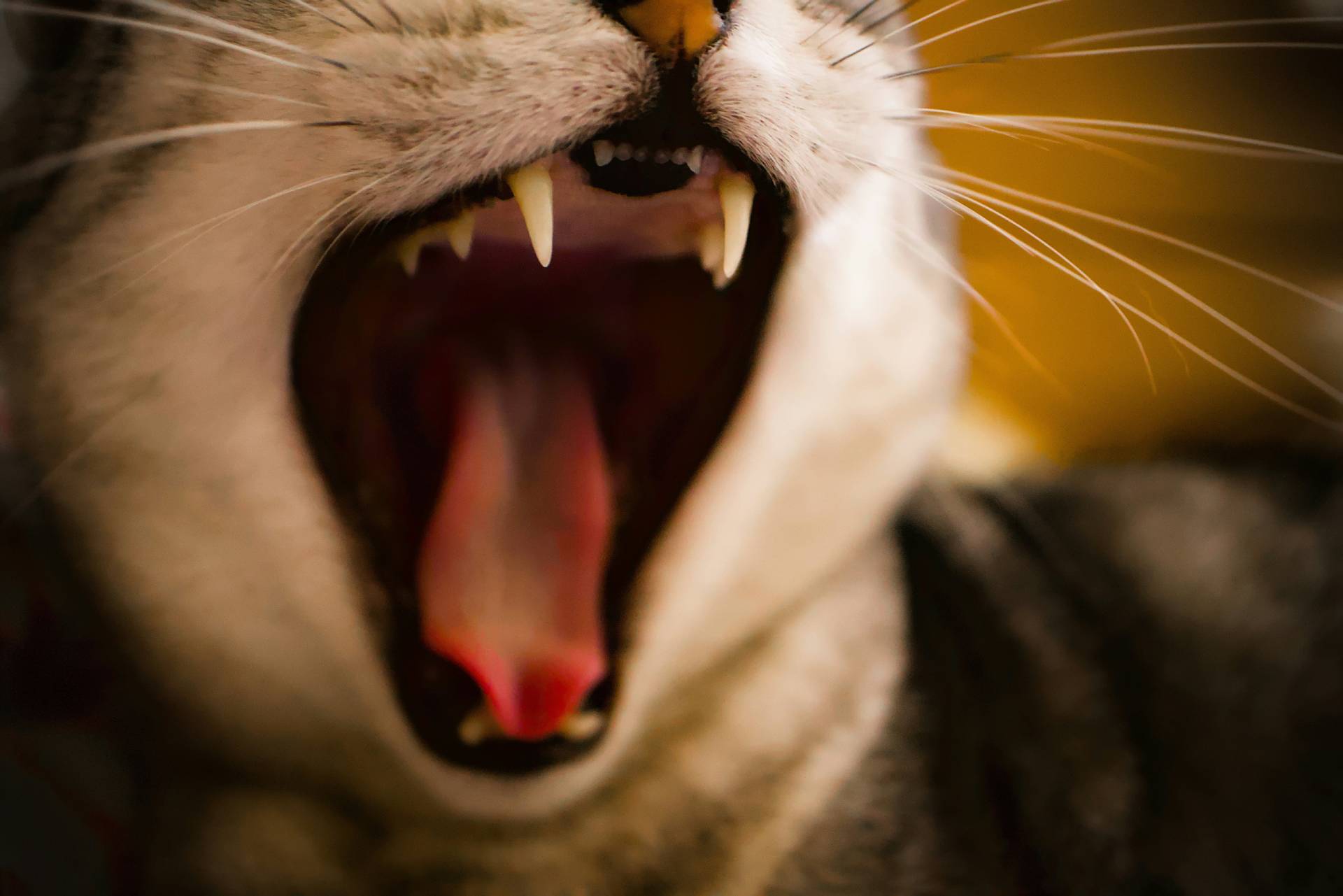 Kat met open bek en zichtbare tong als illustratie bij hijgen bij katten
