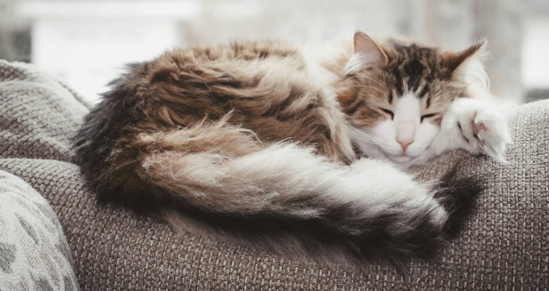 Kat die ontspannen slaapt op de rugleuning van een bank als voorbeeld van een kat die een nieuwe slaapplek kiest