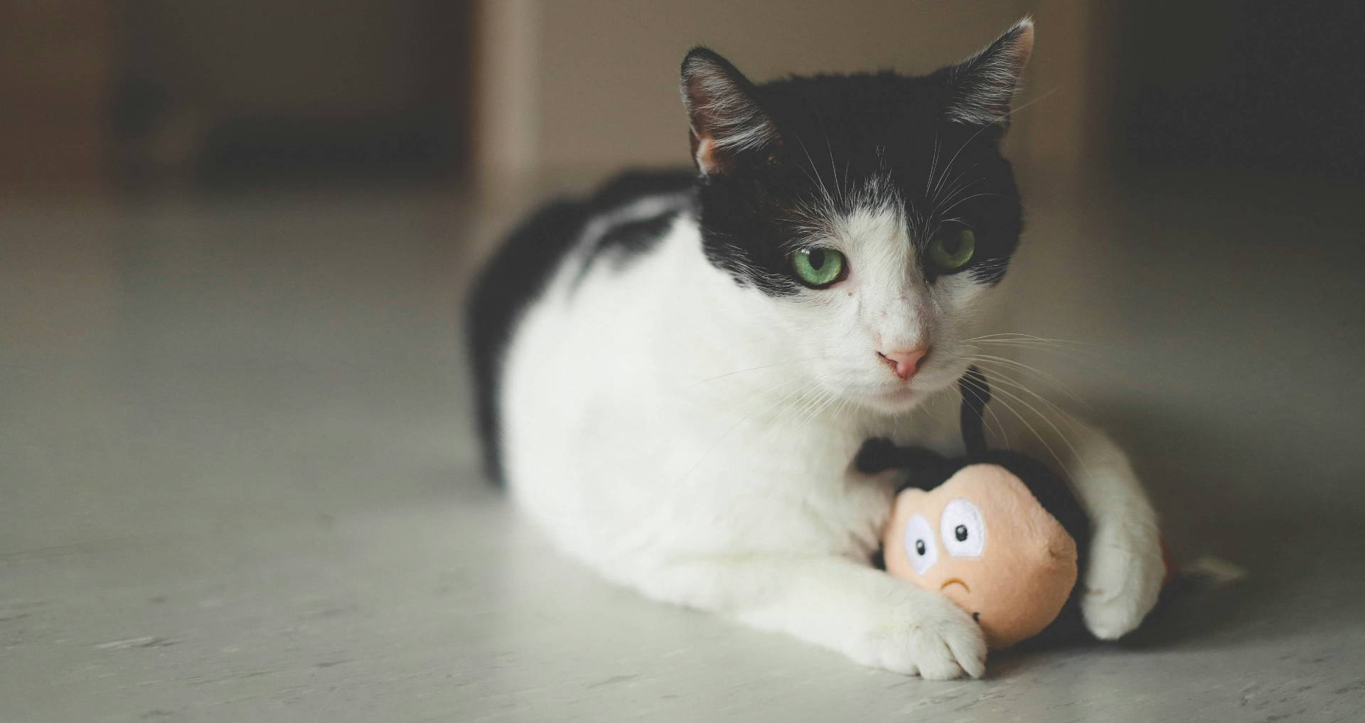 Kat die alert met een speeltje op de vloer ligt als voorbeeld van onrustig of actief gedrag in huis