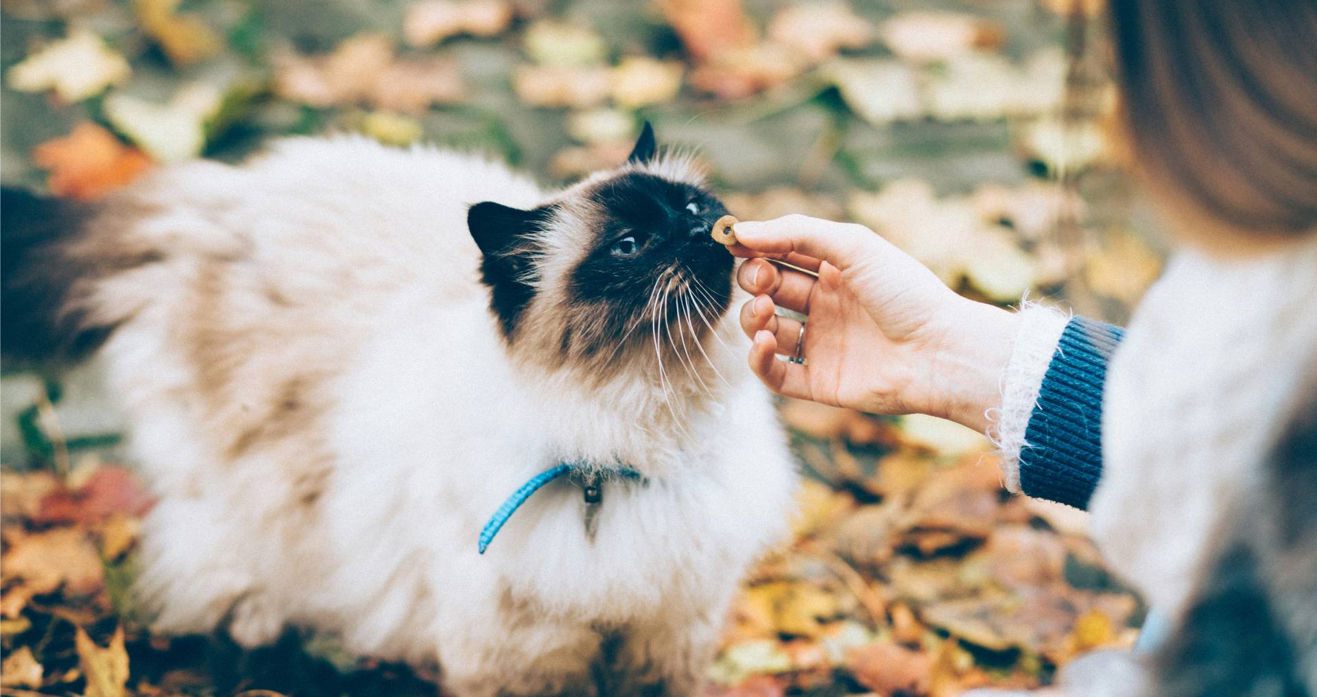Kat die dicht bij zijn eigenaar staat en een snack krijgt als voorbeeld van een kat die zijn baasje overal volgt
