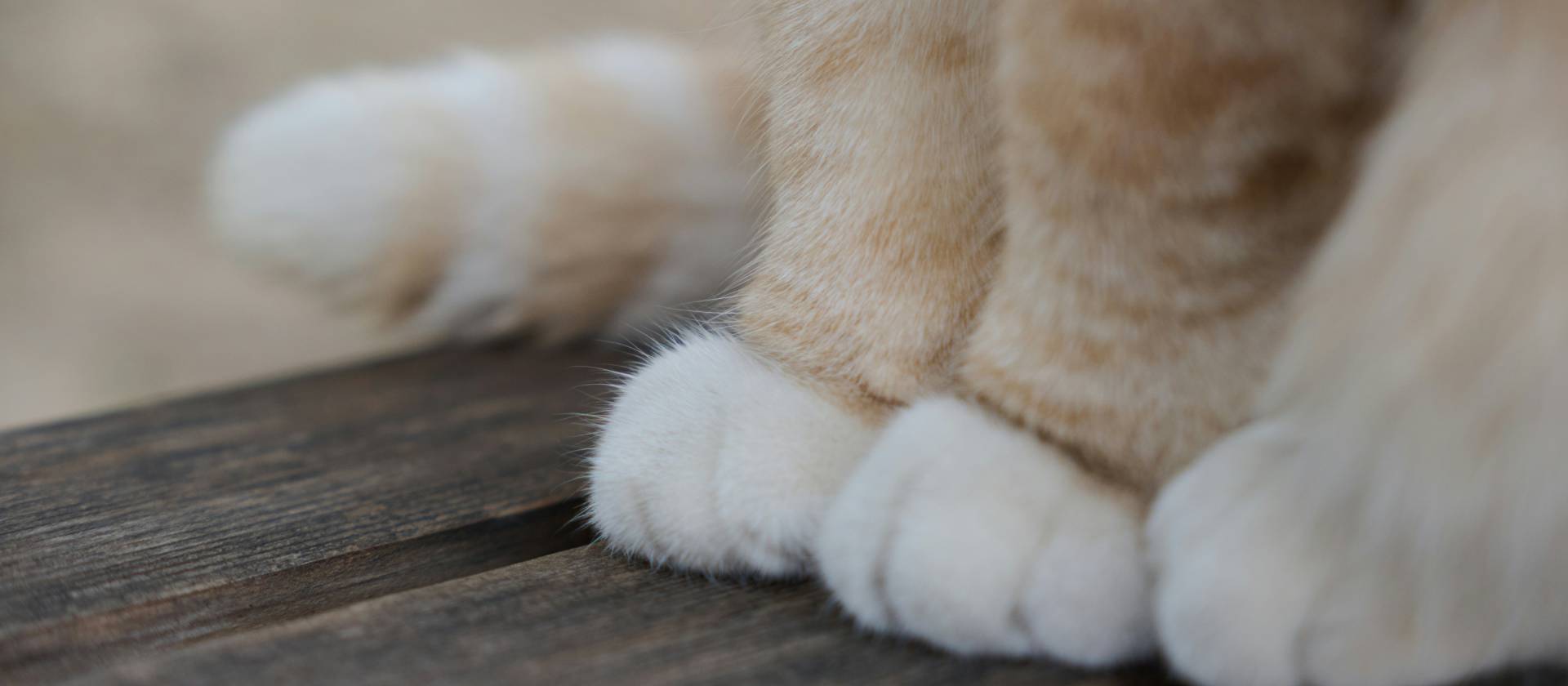 Close-up van kattenpoten op een houten oppervlak als illustratie bij het controleren van mank lopen bij katten