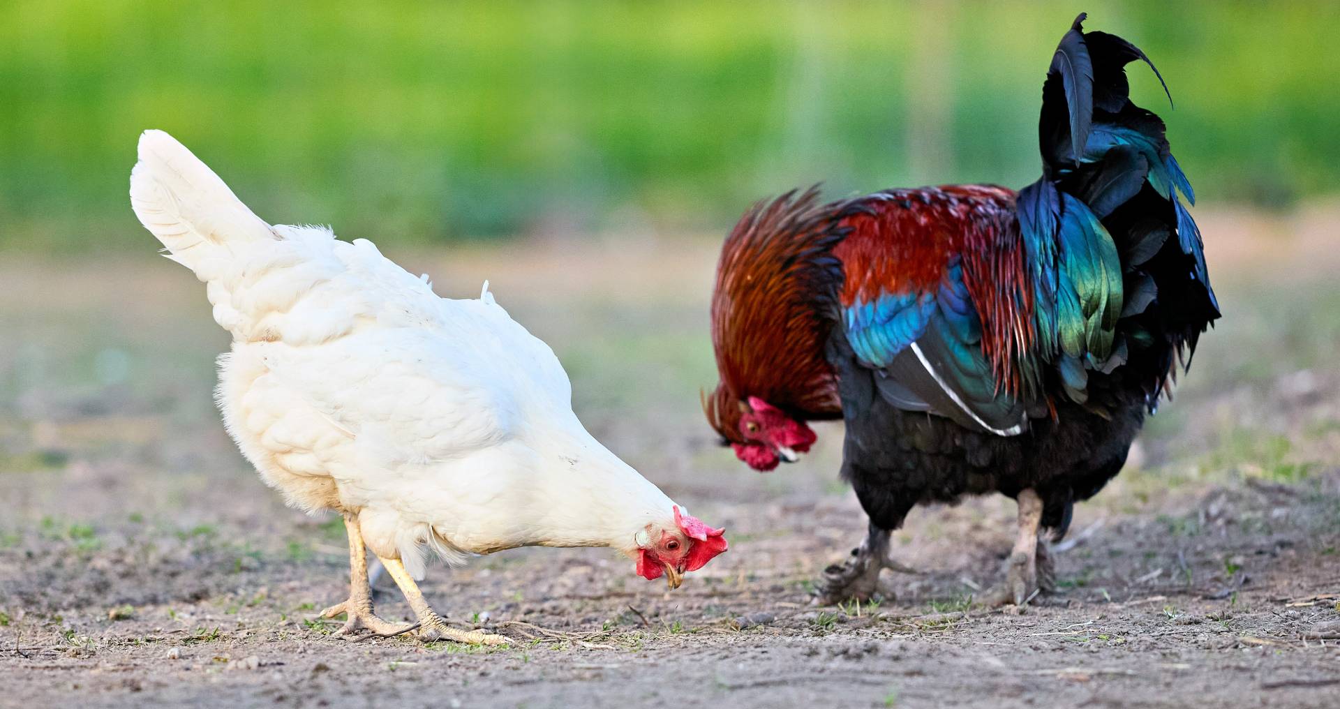 Volwassen kip en haan samen buiten op de grond, keuze tussen volwassen dieren of opgroeien