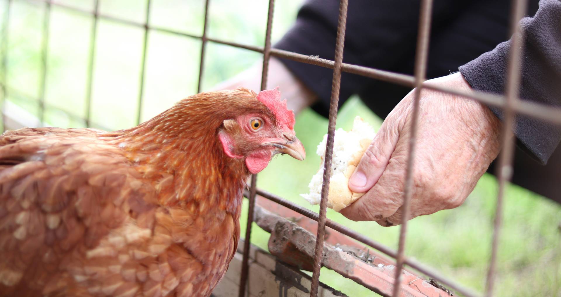 Hand die een kip voert door een gaashek met brood, rustige en veilige interactie