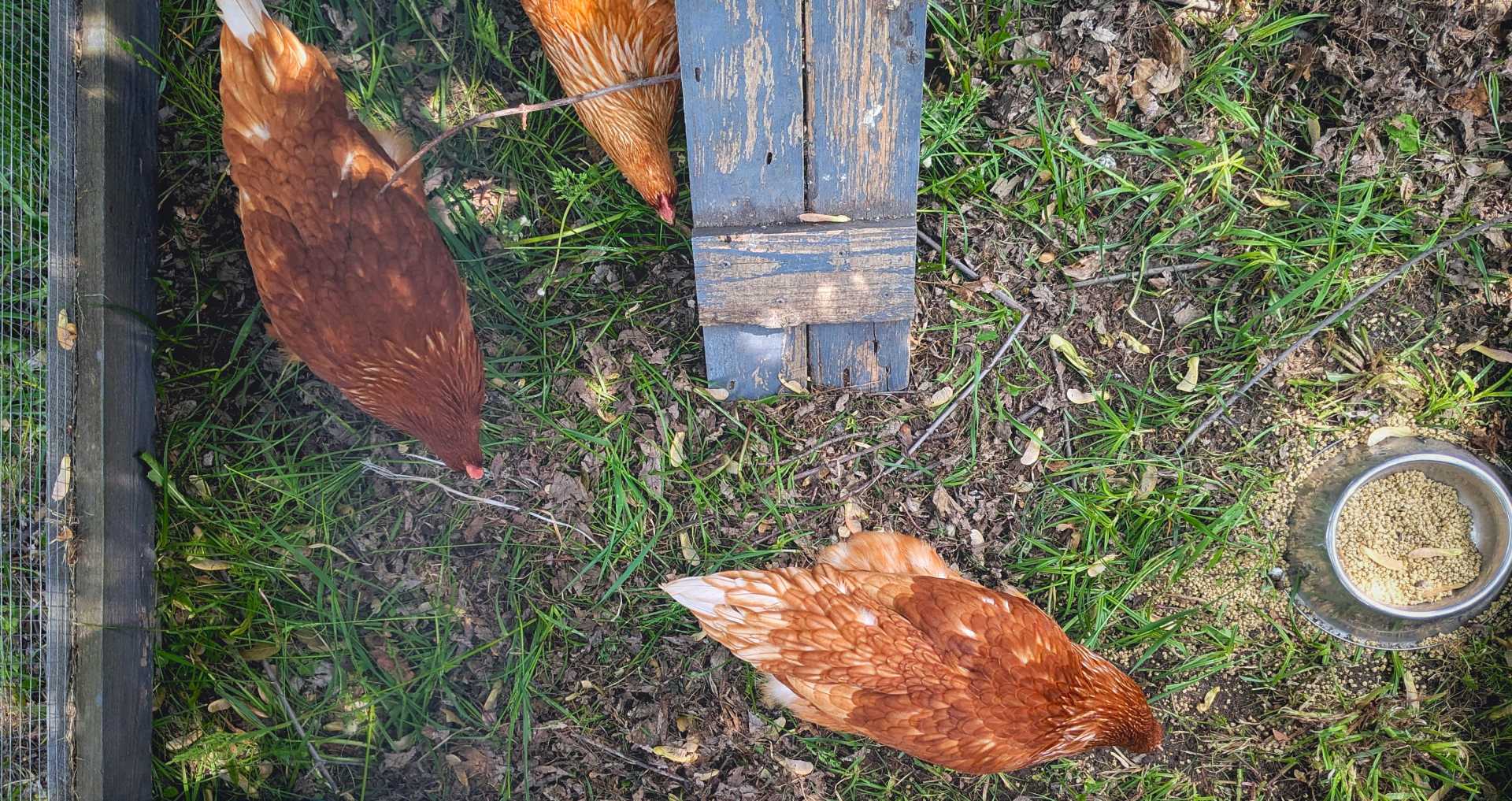 Meerdere kippen in kleine ren met voerbakken en beperkte ruimte van bovenaf zichtbaar