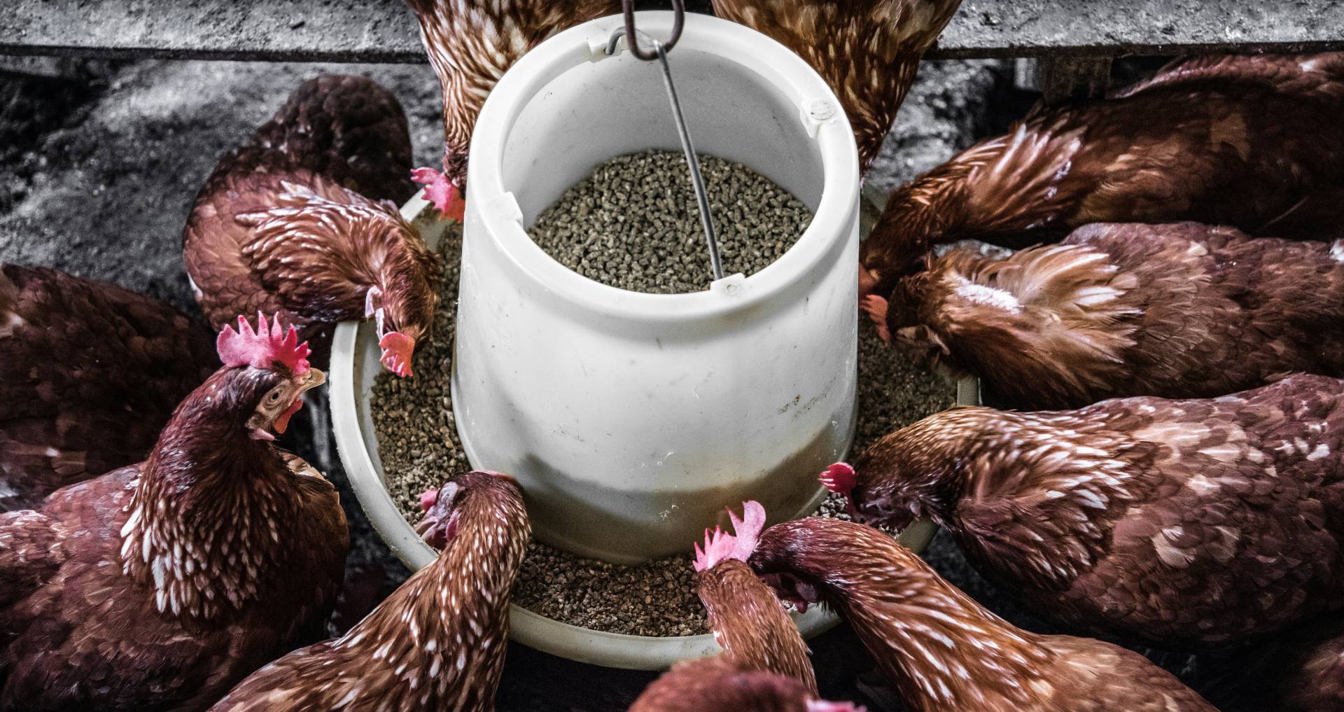 Meerdere kippen rond een voerbak met kippenvoer, duidelijk zicht op dagelijks voer en verbruik