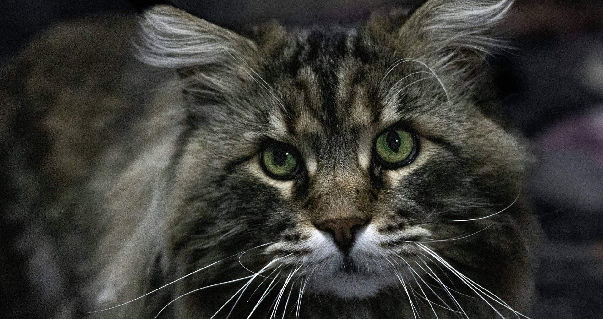 Portret van een Maine Coon kat met lange vacht, grote oren met pluimen en groene ogen
