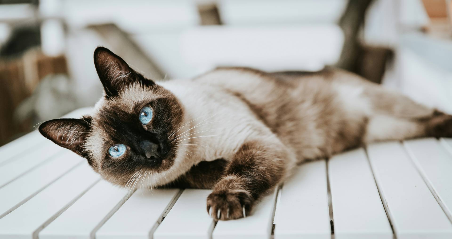 Siamees kattenras met blauwe ogen en donkere maskerpunt liggend op een tafel