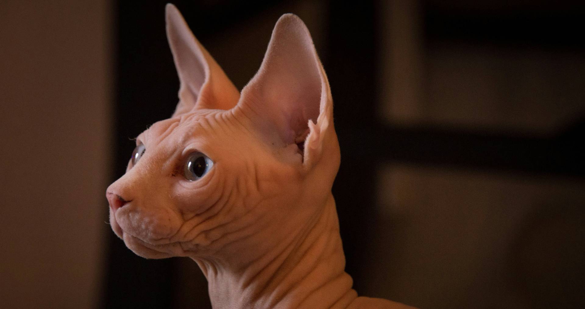 Sphynx kat zonder vacht met gerimpelde huid en grote oren in close-up