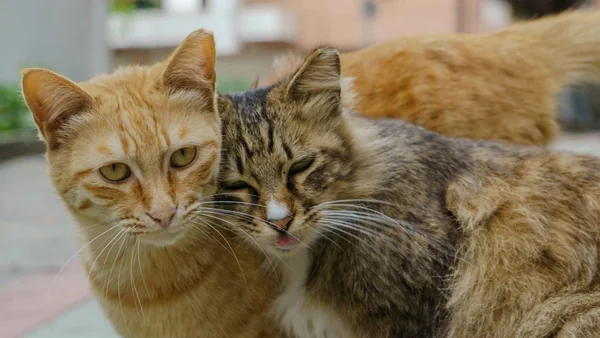 Kitten en volwassen kat zitten samen, passend bij de keuze tussen een jonge of volwassen kat bij het maken van een weloverwogen beslissing.