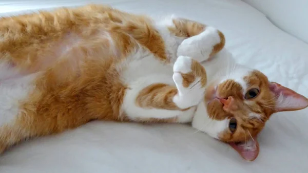 Kat die ontspannen op zijn rug ligt met de buik omhoog als voorbeeld van aanhankelijk en vertrouwd kattengedrag