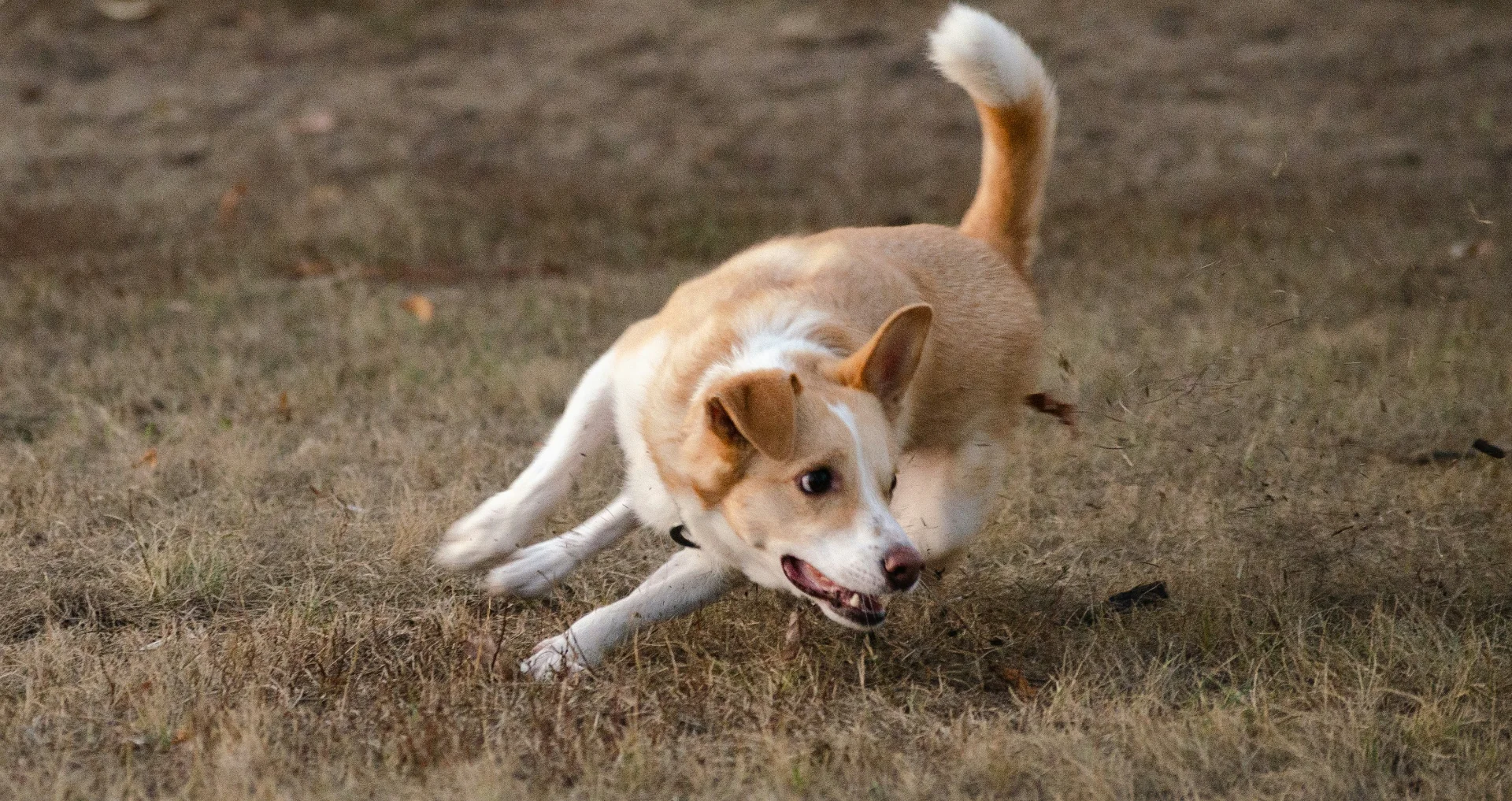 Hond rent enthousiast door een groen veld