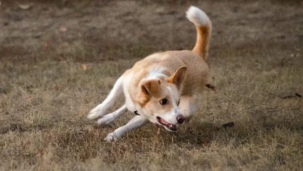 hond focust sterk op bewegende prikkel buiten tijdens wandeling