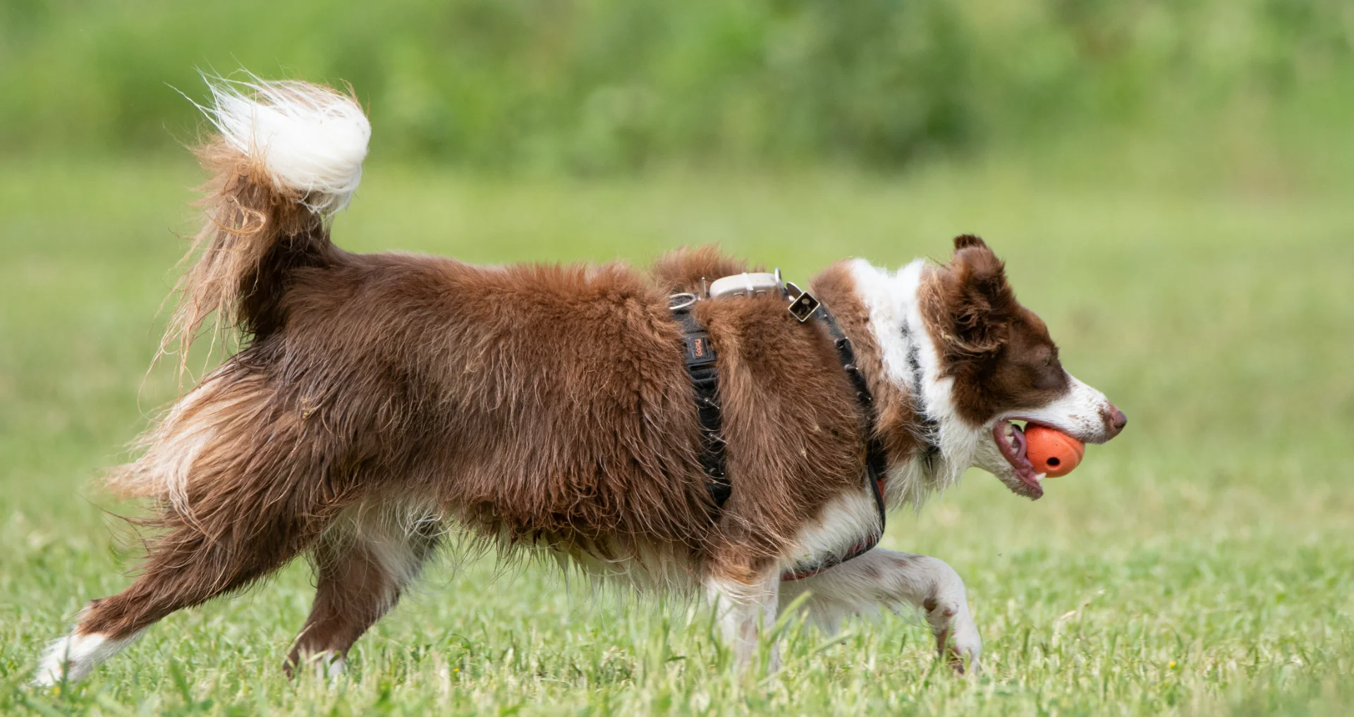 Bruine en witte hond met bal in bek tijdens spel