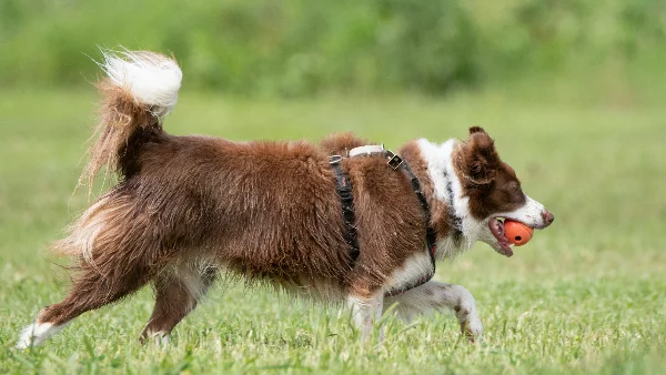 actieve hond in beweging buiten passend bij sport- en werkhonden