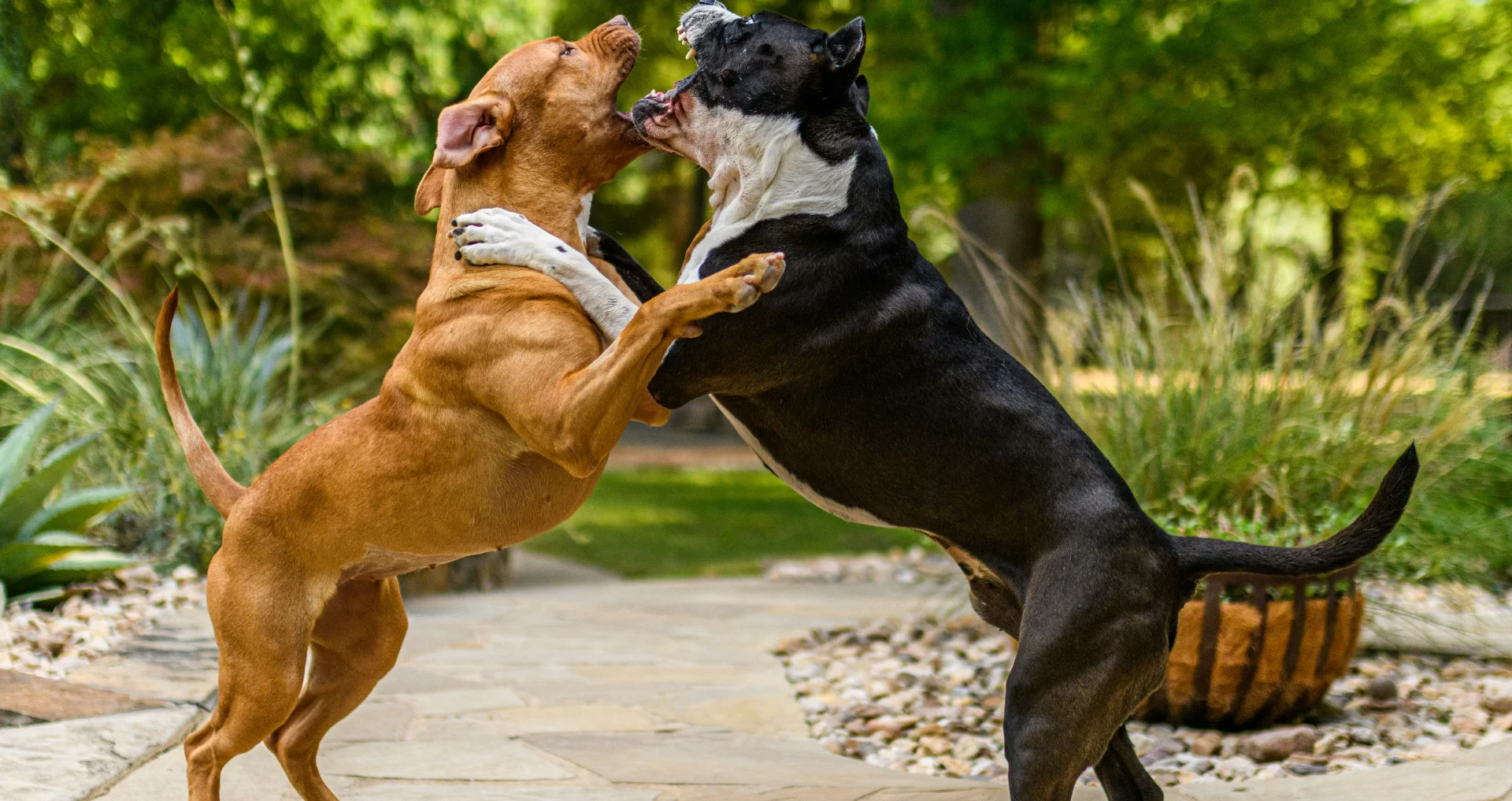 Twee honden spelen energiek en vriendschappelijk met elkaar in gevecht.