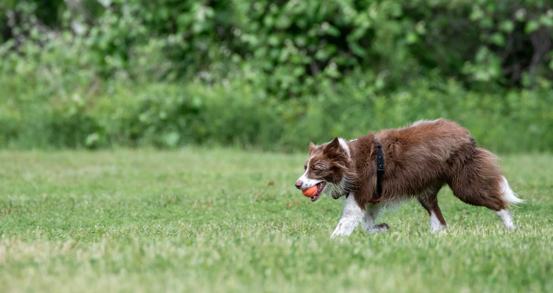 Bruine en witte hond brengt frisbee terug in bek