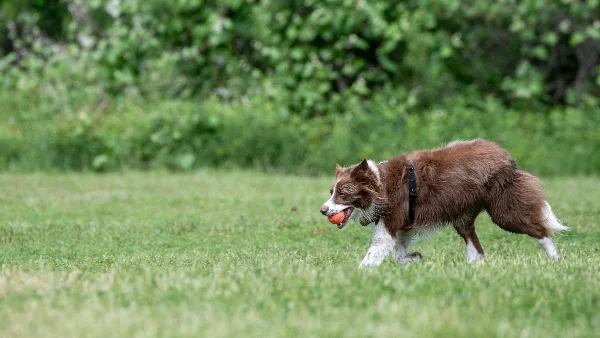 hond brengt speeltje terug naar eigenaar tijdens apporteerspel