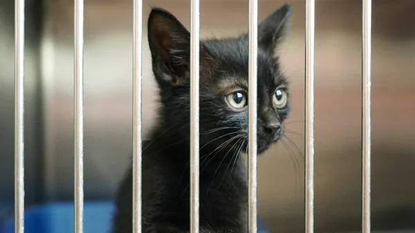 Jonge asielkat zit in een opvangverblijf achter een hek, passend bij het proces van het adopteren van een kat uit het asiel.