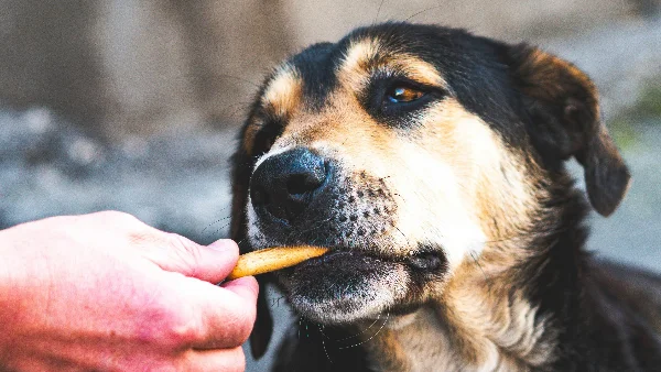 eigenaar beloont hond op goed moment tijdens training