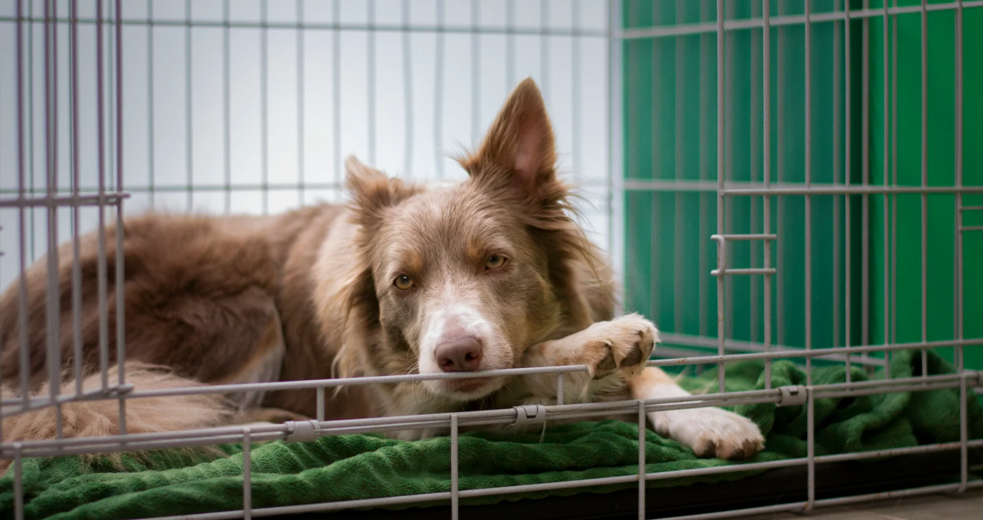 Border collie rust in haar bench, ontspannen en comfortabel.