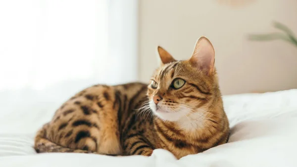 Bengaal kat met goudbruine vacht en donkere rozetten liggend op een bed