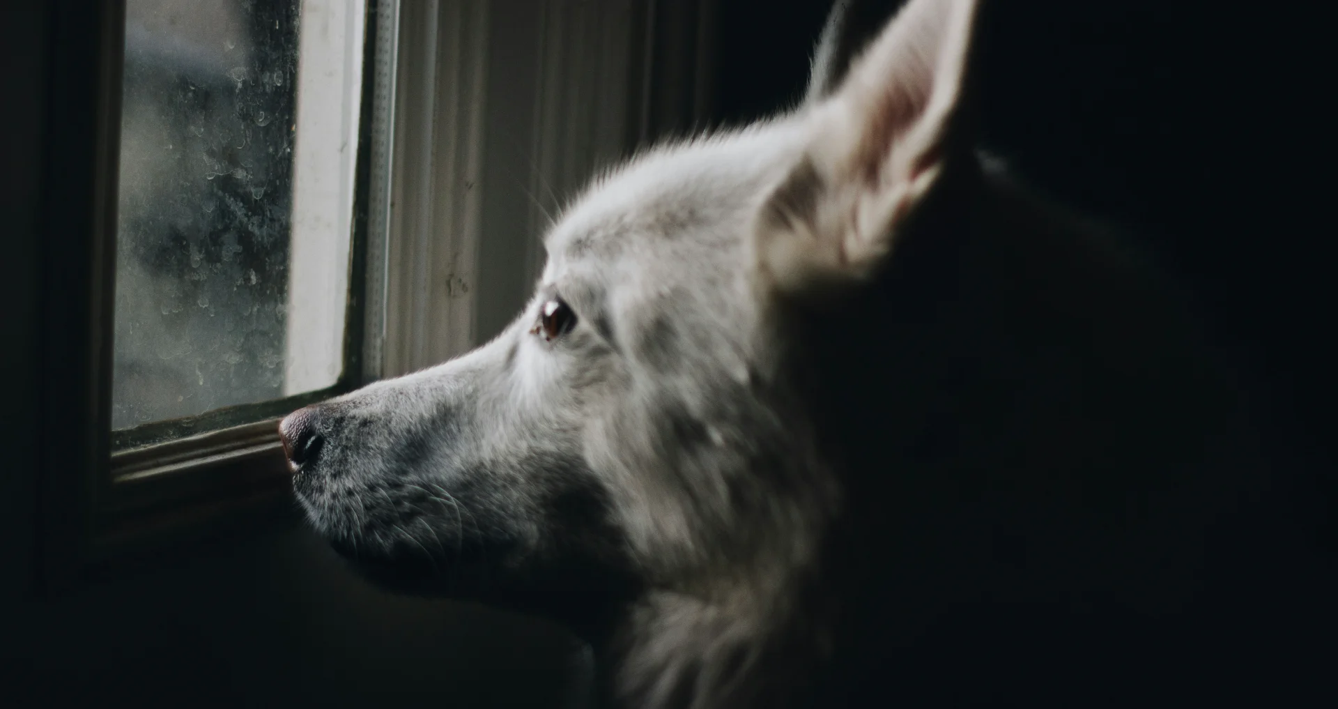 Hond kijkt naar buiten door raam op regenachtige dag