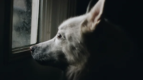 hond is binnen actief bezig met spel of denkwerk tijdens regenachtige dag
