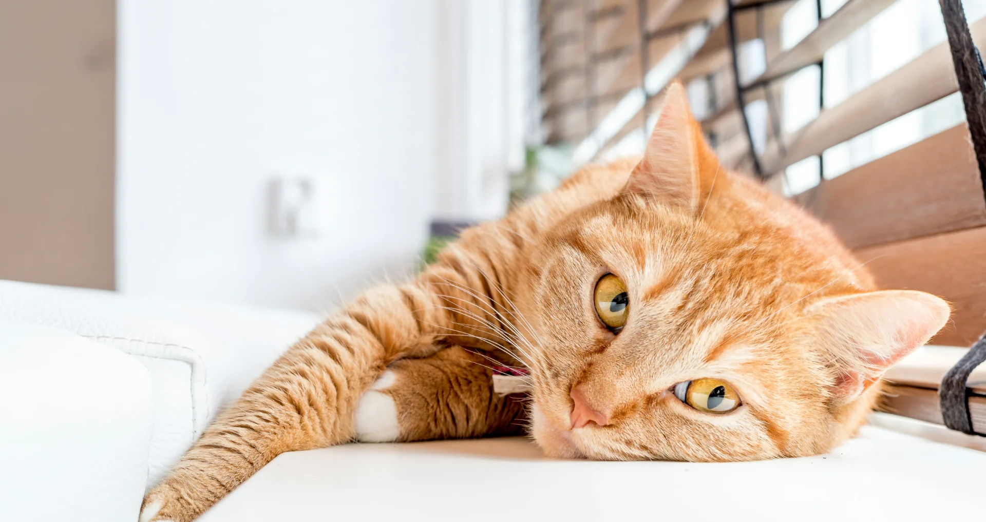 Binnenkat zit ontspannen bij het raam aan het venster