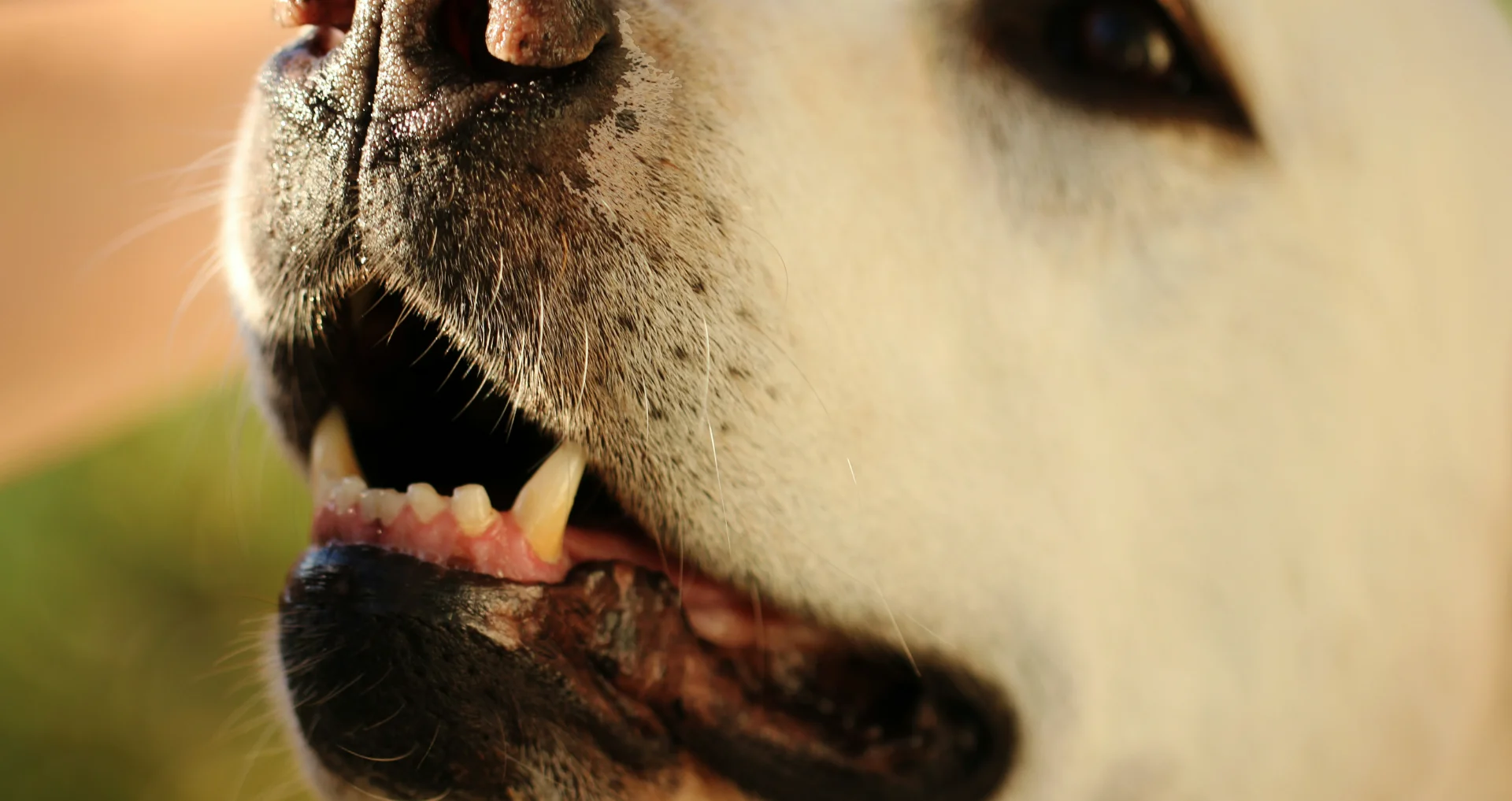 Gele Labrador met open bek blaft, voorkant gezicht close-up weergegeven.