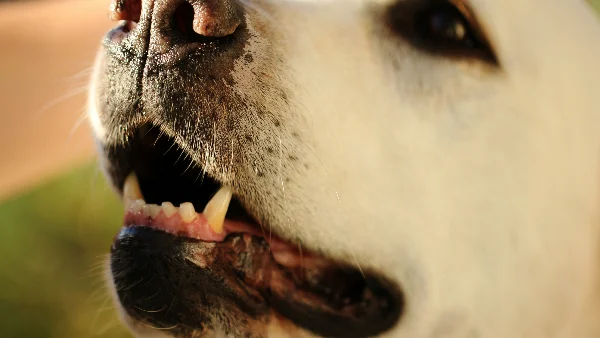 hond blaft luid bij raam en reageert sterk op prikkels buiten