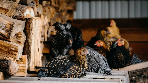 Kippen rusten in het kippenhok waar bloedluis zich kan verschuilen in hout en naden