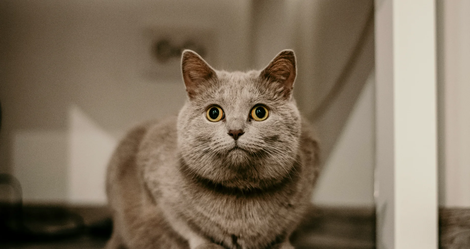 Kat wordt gecheckt op lichaamsconditie en gewicht