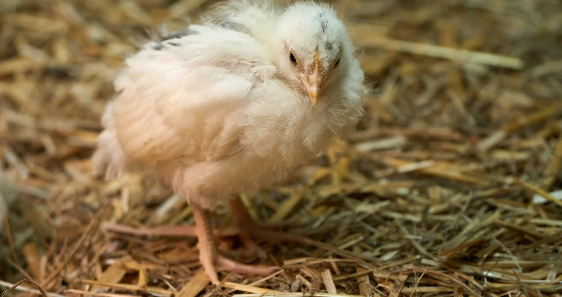Kip staand op hooibalen in het kippenhok.