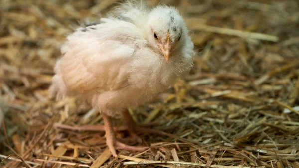 Kip staand op hooibalen in het kippenhok.