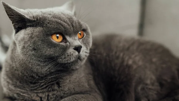 Grijze Britse korthaar kat met ronde kop en koperkleurige ogen liggend op een bank