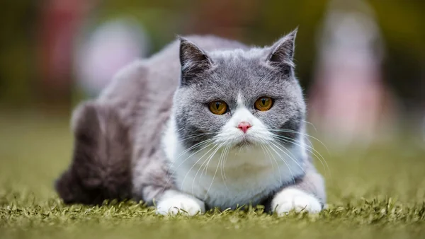 Grijs-witte raskat ligt alert in het gras, voorbeeld van een populaire raskat zoals de Britse korthaar