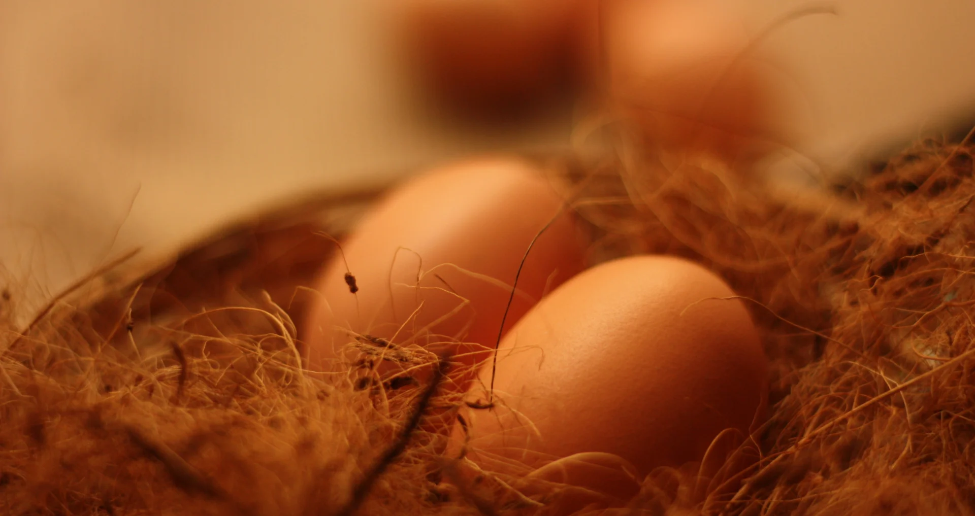 Twee natuurlijk gekleurde bruine eieren in een nestkorfje.
