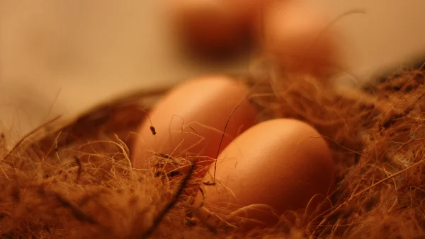 Twee natuurlijk gekleurde bruine eieren in een nestkorfje.