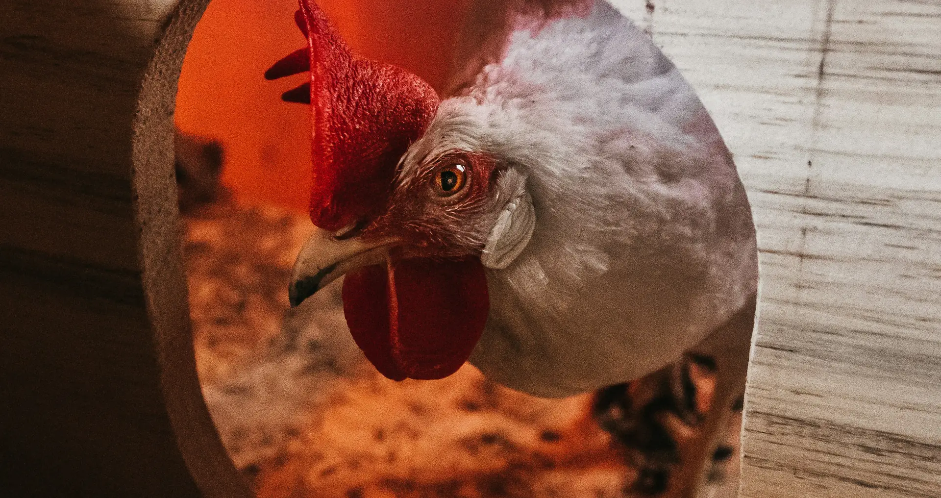 Witte kip met rode kam kijkt naar spiegelbeeld in spiegel lijkt op broeds gedrag