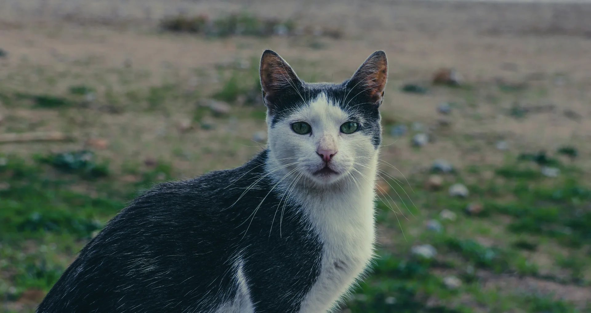 Magere straatkat kijkt naar voorbijganger langs Griekse kust.