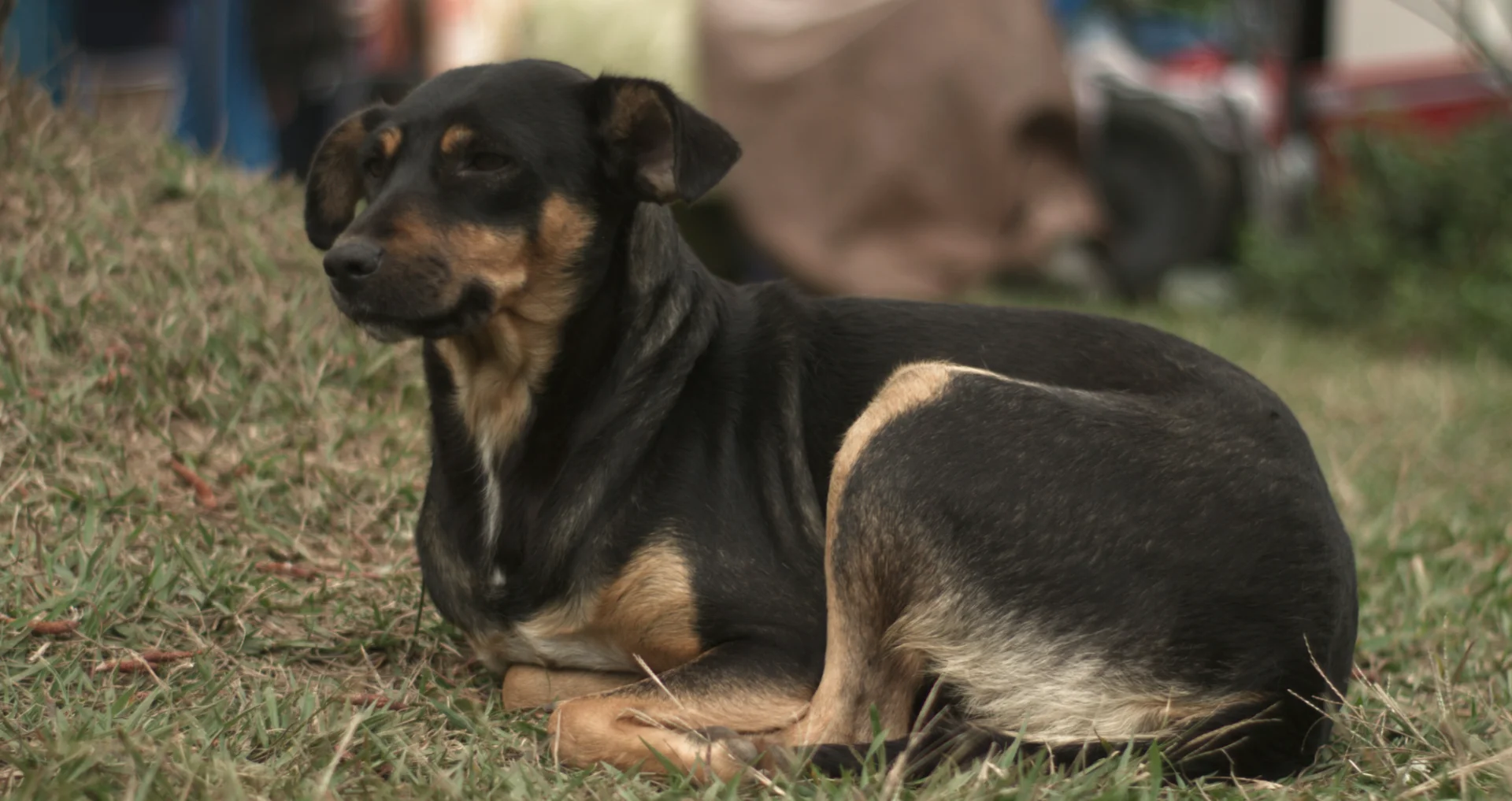 Gemengde ras straathond zit in gras