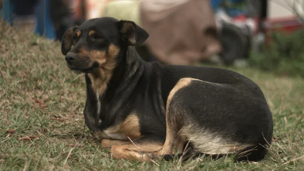 kruisinghond kijkt alert naar eigenaar passend bij keuze voor buitenlandse mixhond