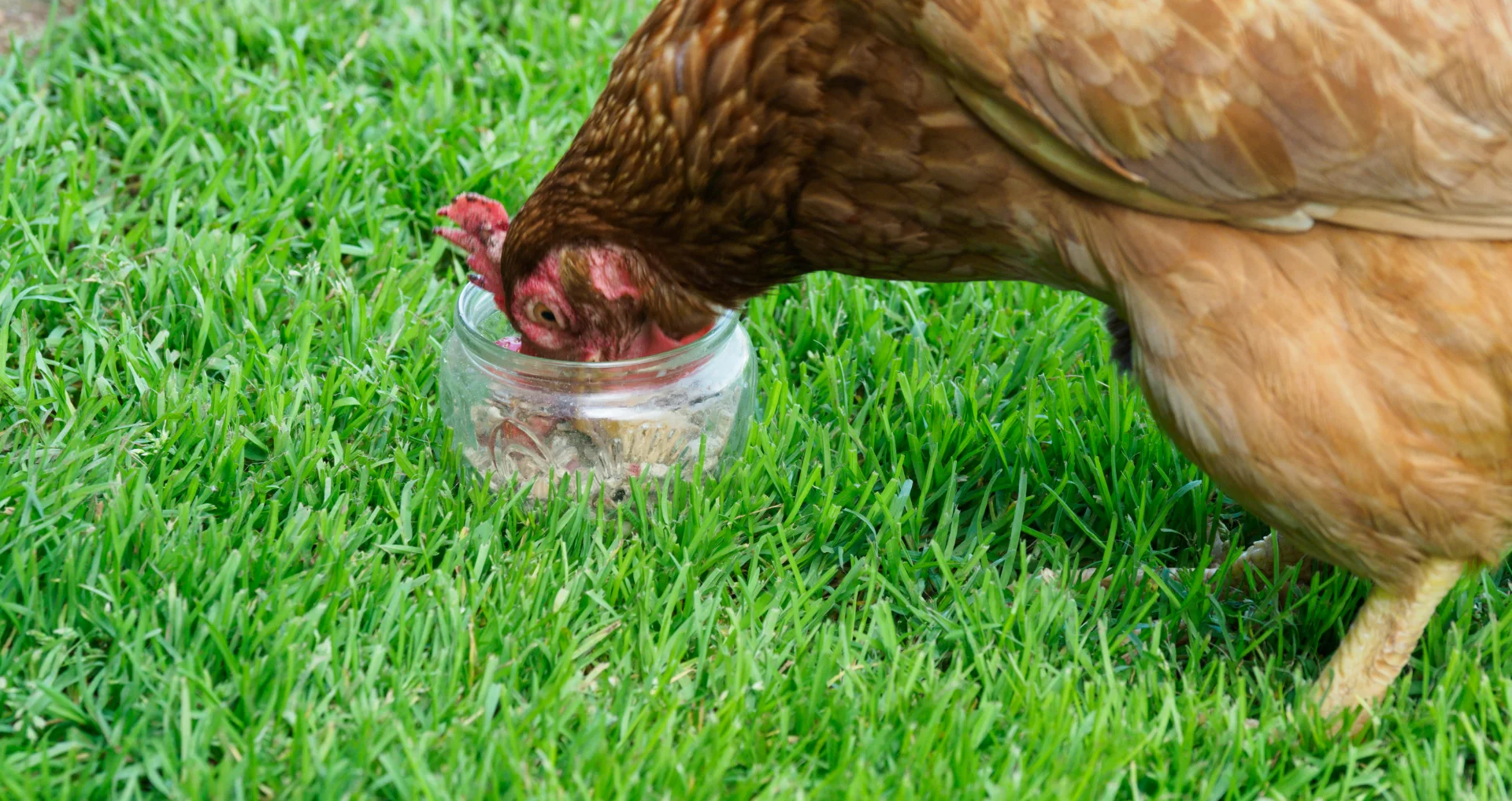 Kippen picken grit en calciumrijke voeding op boerderij.
