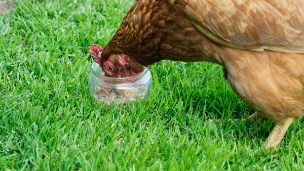 Kippen picken grit en calciumrijke voeding op boerderij.