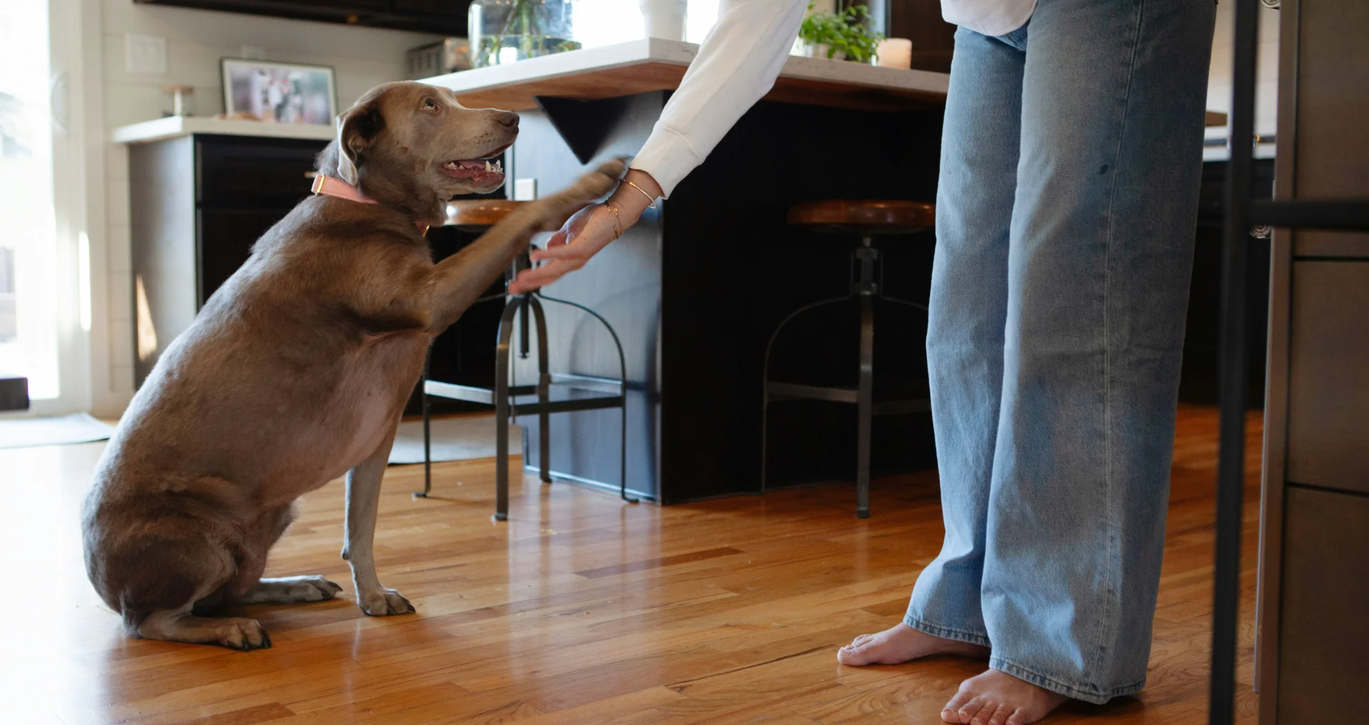 Hond geeft poot aan eigenaar als teken van gehoorzaamheid en vertrouwen.