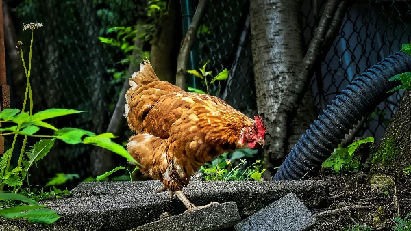 Kip drinkt water van grijs beton oppervlak