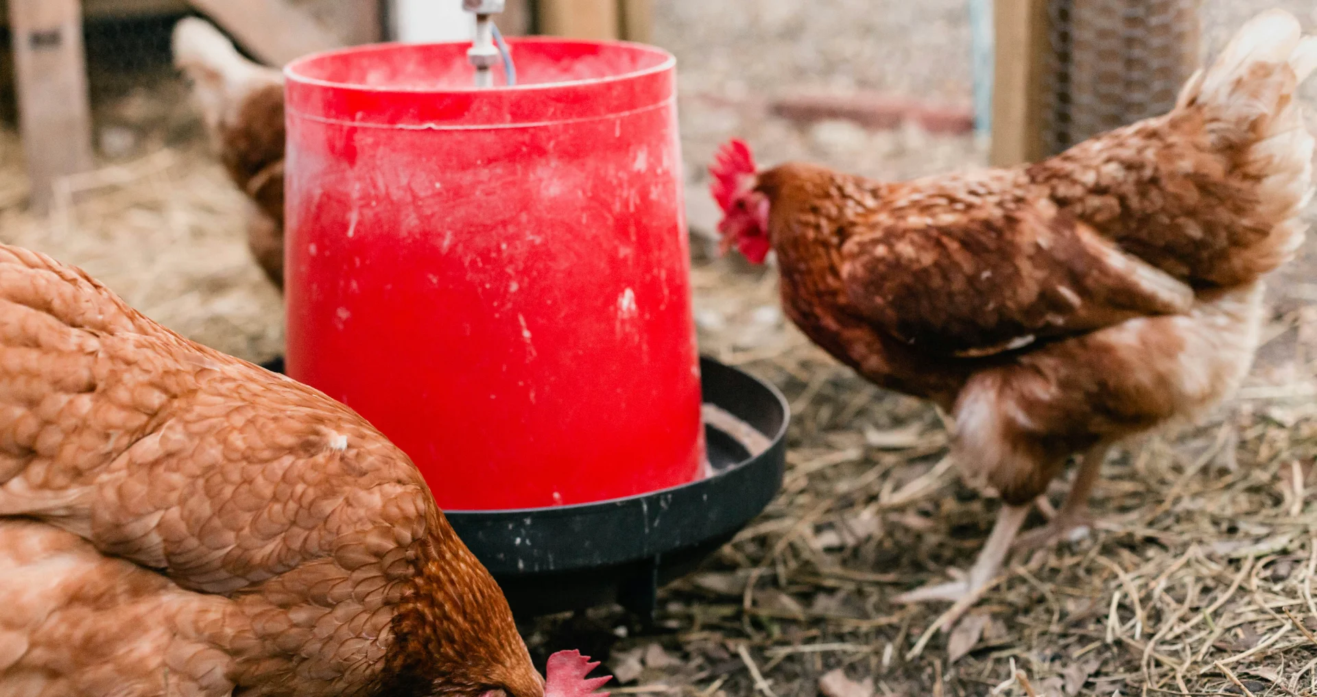 Kippen eten uit een voerbak met water en voer.