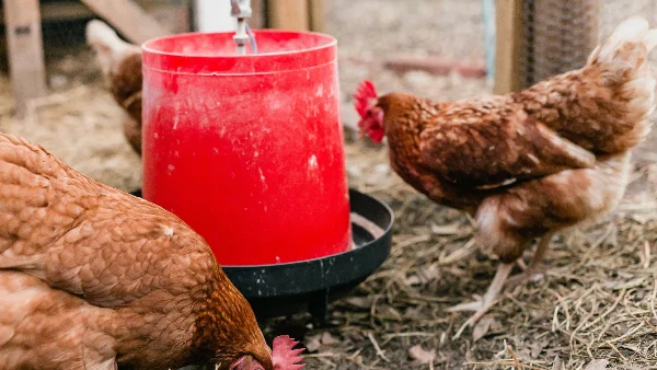 Kippen eten uit een voerbak met water en voer.
