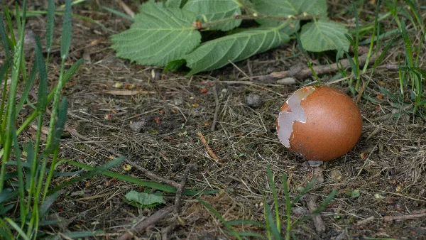 Gebroken ei op de grond, inhoud zichtbaar