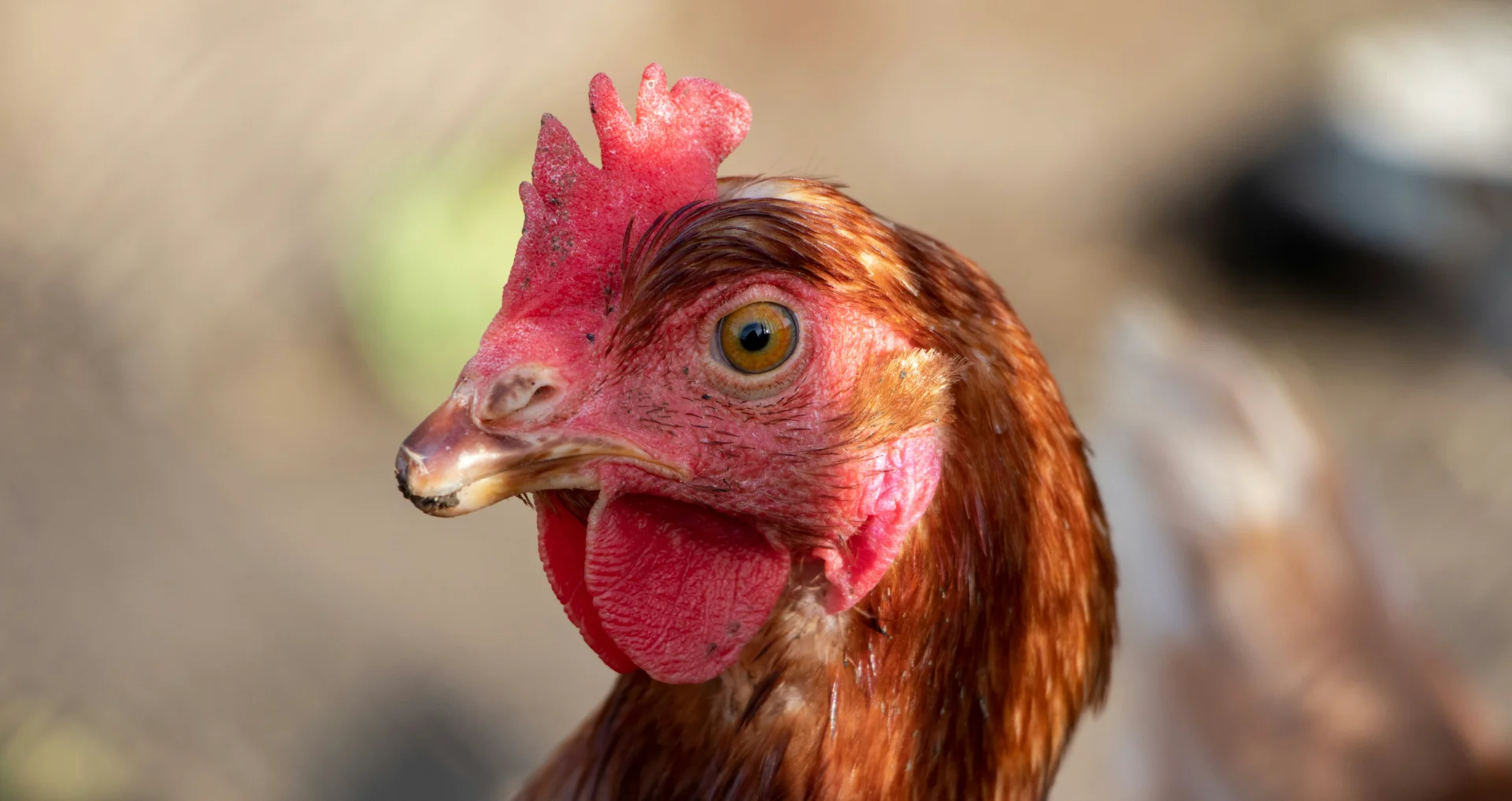 Dwergkip portret op zonnige dag in natuurlicht
